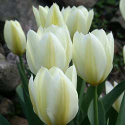tulipe fosteriana -purissima